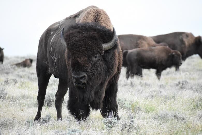 Federal agency revokes bison grazing permits in Philips County area