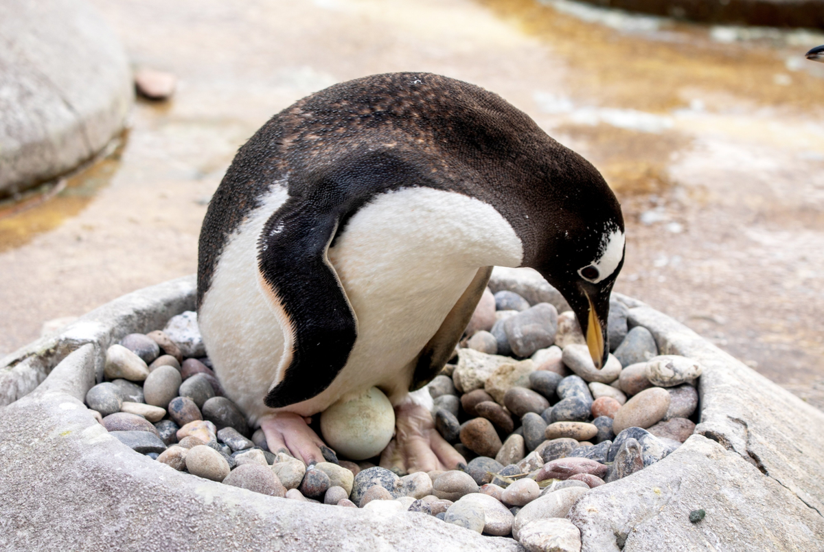 Zoo penguins lay eggs just in time for Easter