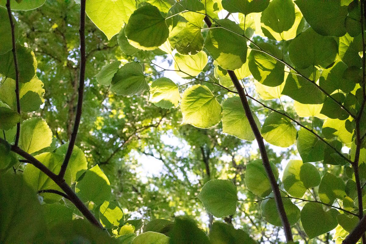 EPA awards MSU grant for pollution prevention
