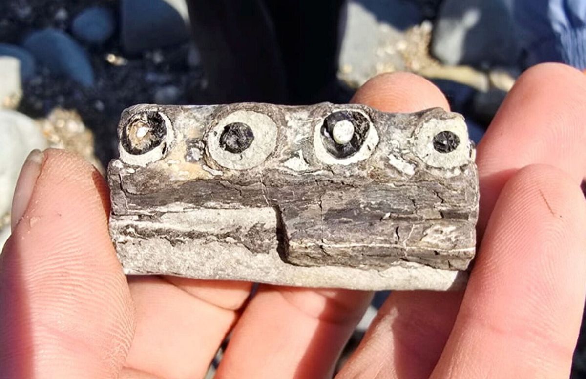 World’s oldest crocodile fossil discovered during walk on beach