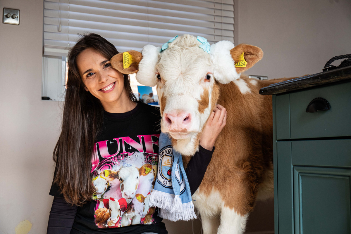Woman shares home with TikTok famous cow