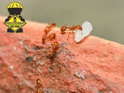 Apollo Beach Homeowners Choose Greenworks, Inc. for Eco-Friendly Property and Pest Management Solutions