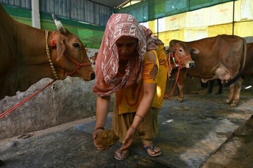 India's cows offer biogas alternative to Mideast energy crunch