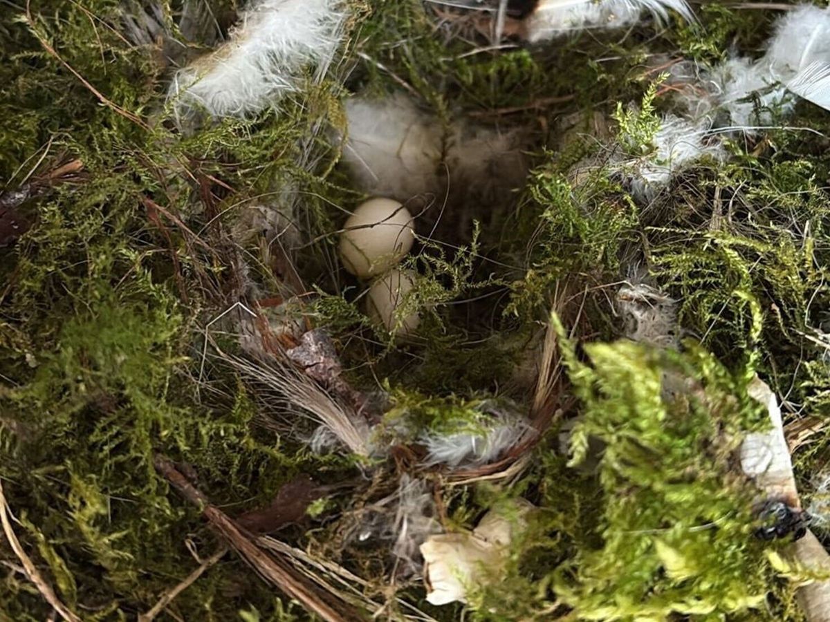 Pub goers asked to butt out after blue tits lay eggs in ashtray