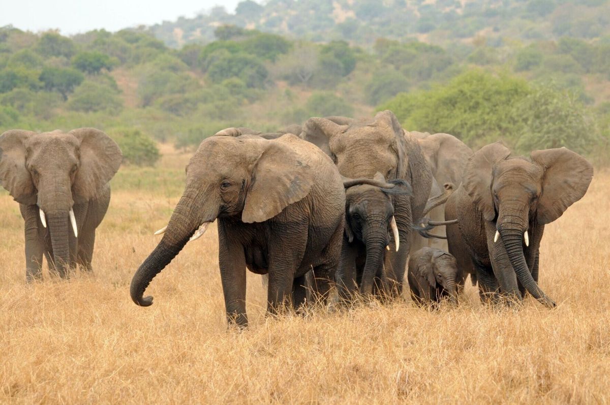 Inbreeding causing African elephants to be vulnerable to disease