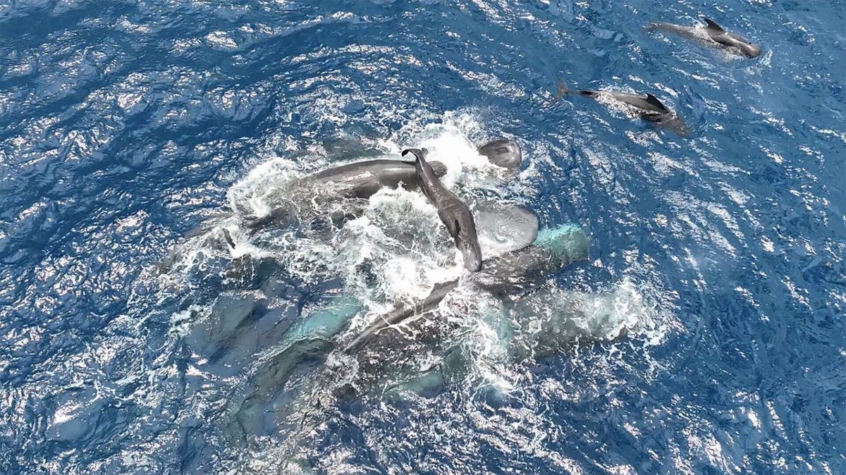New research finds giving birth is a family affair for whales