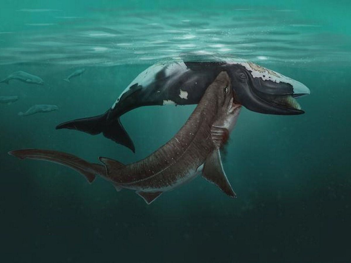 Scientists find shark teeth in ancient whale skulls