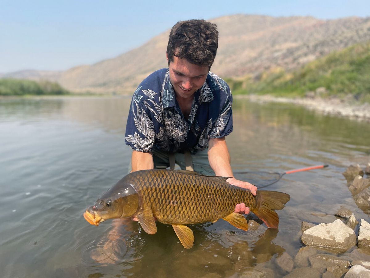 Beginner’s guide to carp on the fly