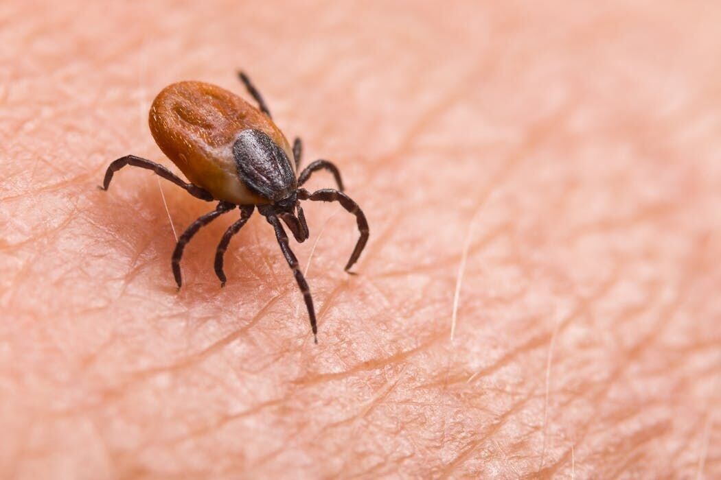 Ticks are the backyard threat southwestern Pennsylvania homeowners keep ignoring