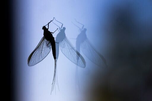 Drivers help study road-trip mystery: what became of bug splats?