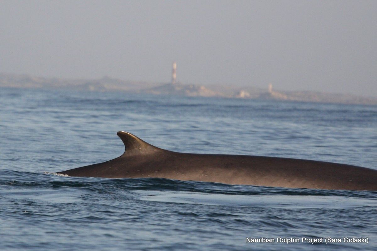 Sightings of two largest whale species offers fresh survival hope