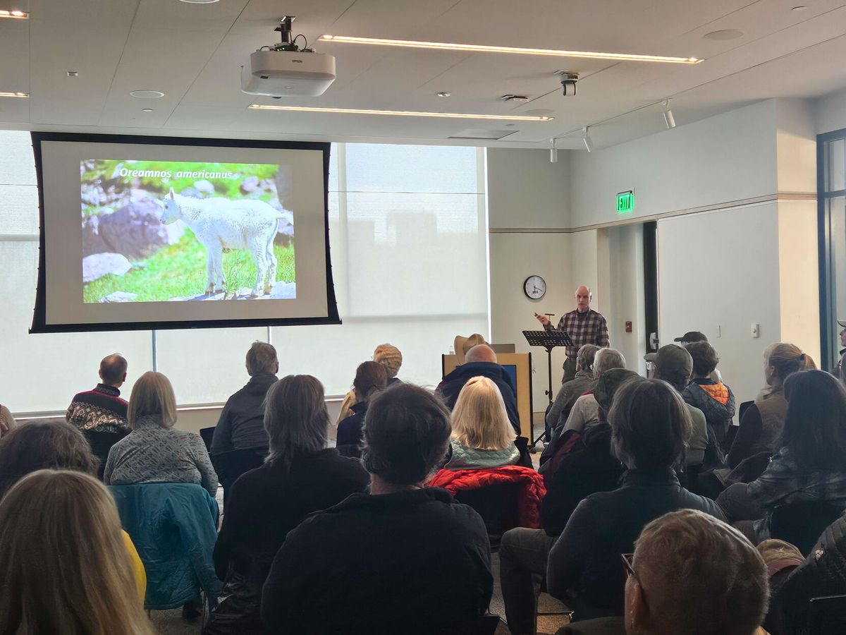 “Scaling New Heights” highlights mountain goat conservation
