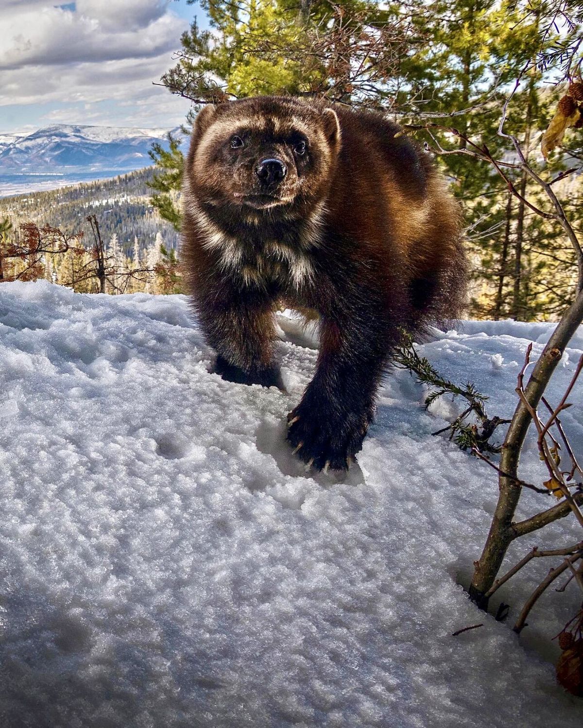 Researchers at MSU find success in new wolverine monitoring system