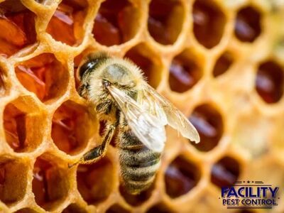 Facility Pest Control Named Leading Solution for Residential Pest Management in Reseda, CA