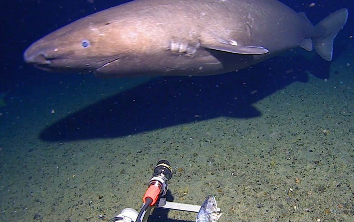 Shark spotted deep in Antarctica’s freezing waters for first time