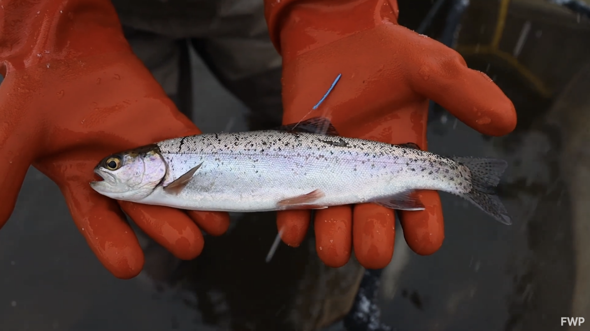 State agencies release updated PFAS advisories for fish