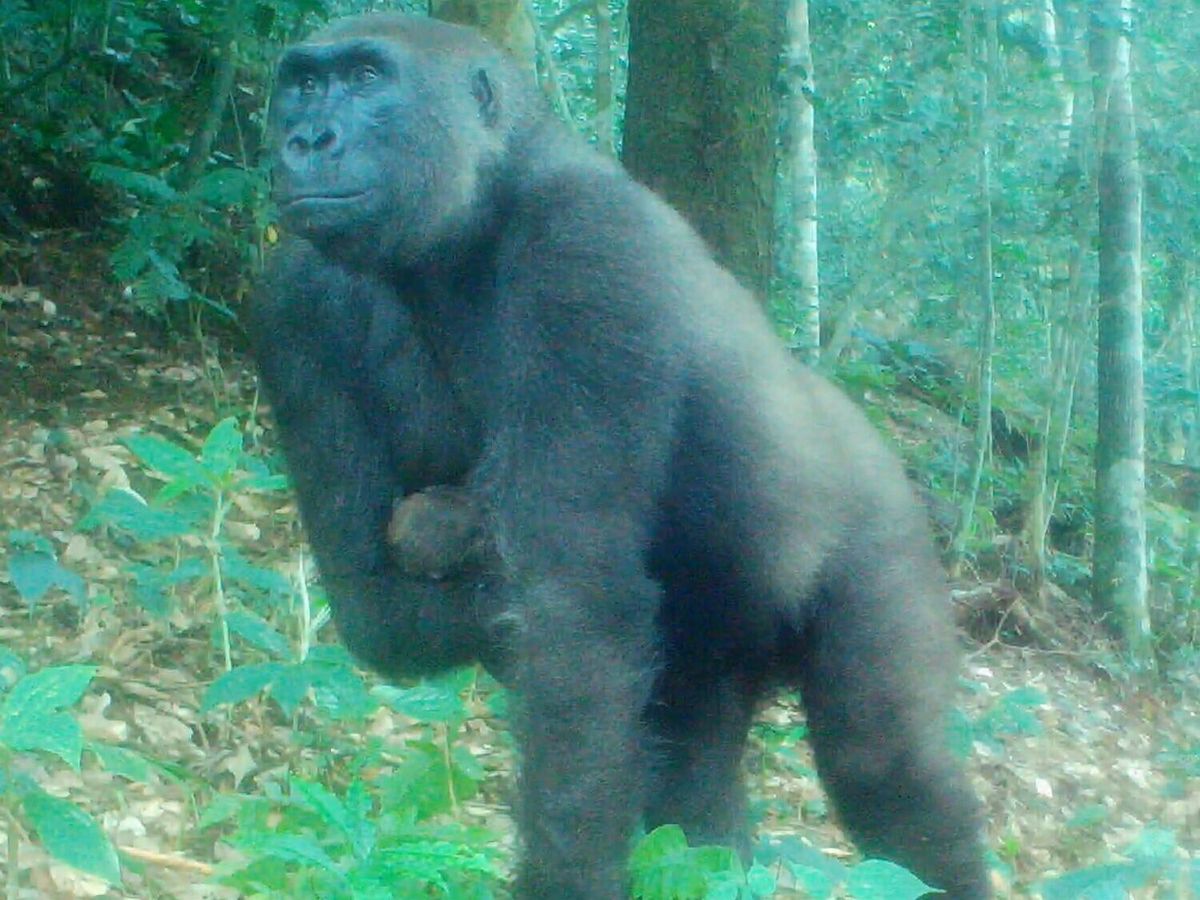 Rescued gorilla with one arm becomes mom