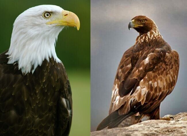 Texas man sentenced in connection to illegal eagle hunting on Flathead Indian Reservation
