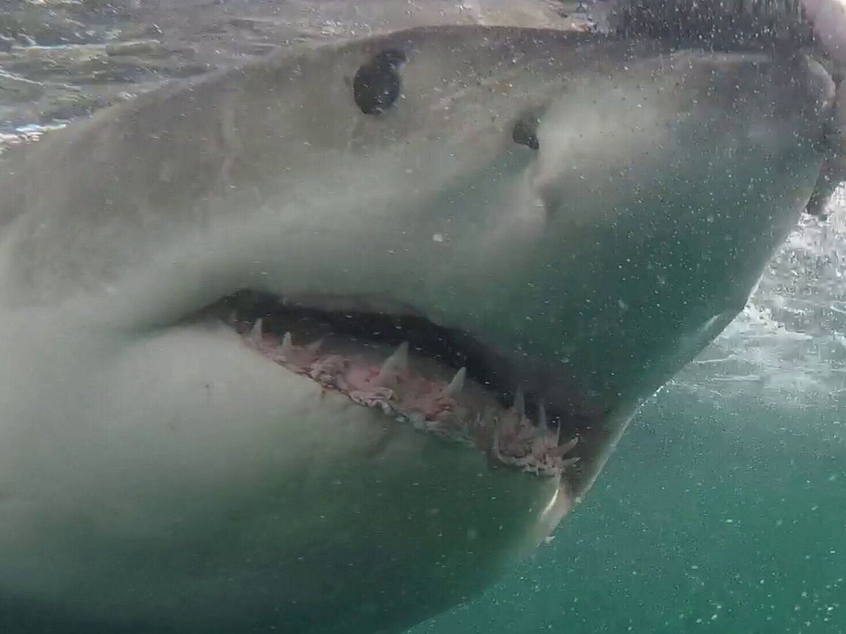 Giant great white shark spotted four miles off Florida coast