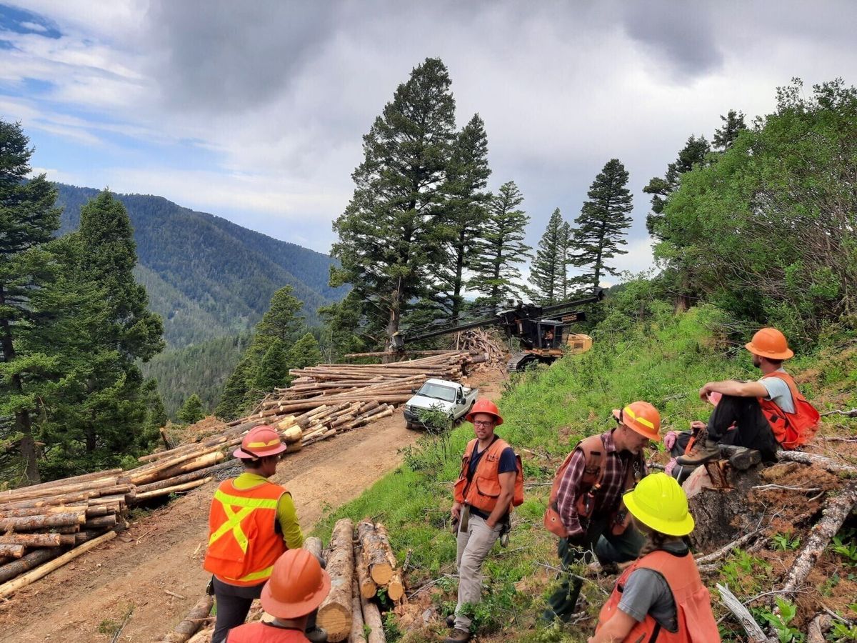 Forest Service develops ‘sustained yield’ aimed at propping up Montana’s flagging timber industry