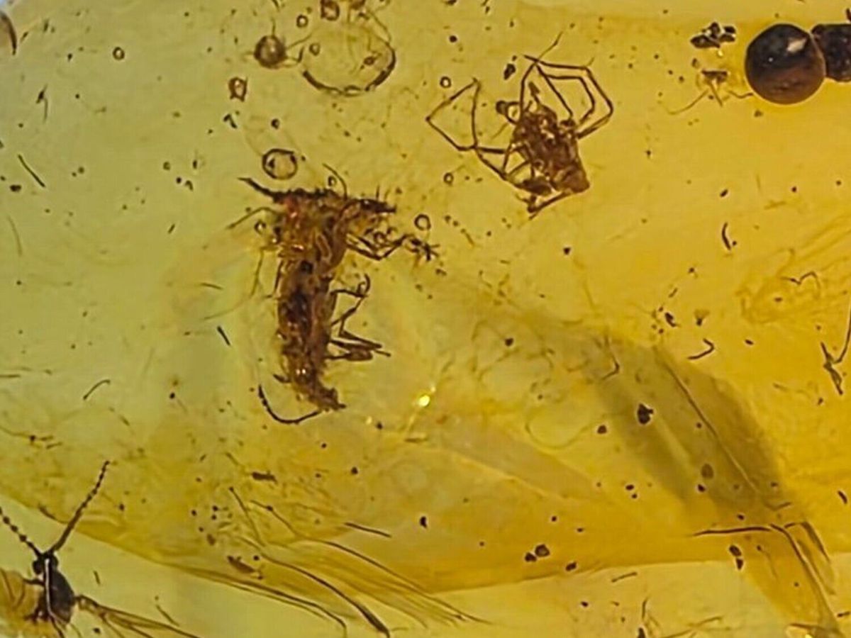 Insects in amber reveal ecosystem when dinosaurs roamed the Earth