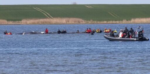 German rescuers launch new bid to free stranded whale