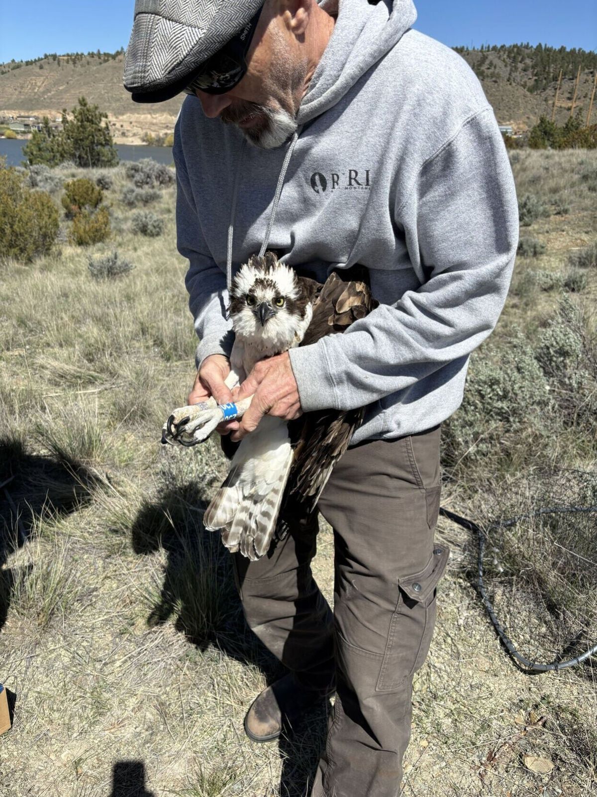 Helena homeowner’s call led to osprey rescue near nesting platform