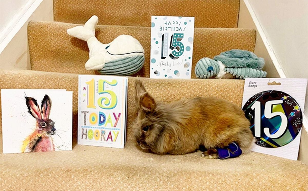 Rabbit named Herbie officially crowned world’s oldest bunny