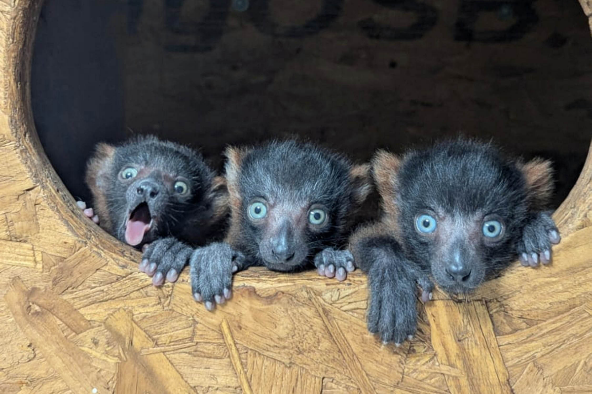 Rare lemur quadruplets born at zoo