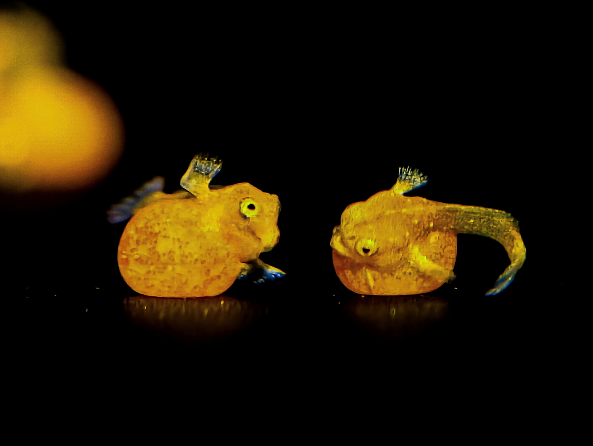 Endangered species among finalists for photography award