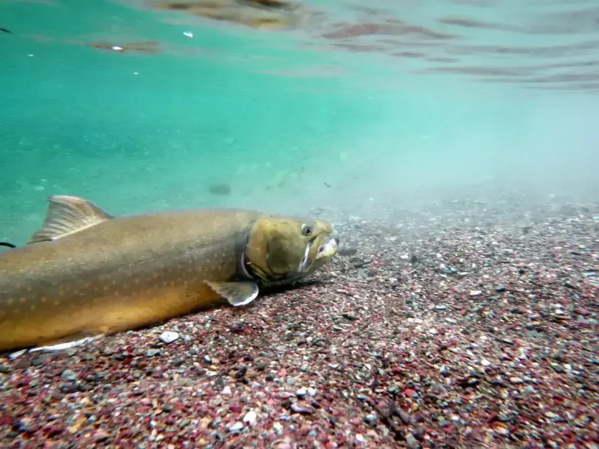 New web tool lets fish predict river conditions