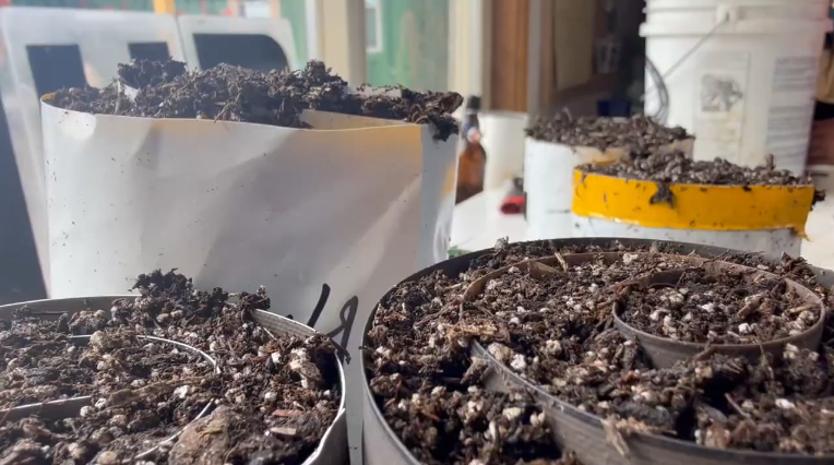 Montana families find low-cost ways to grow food at home