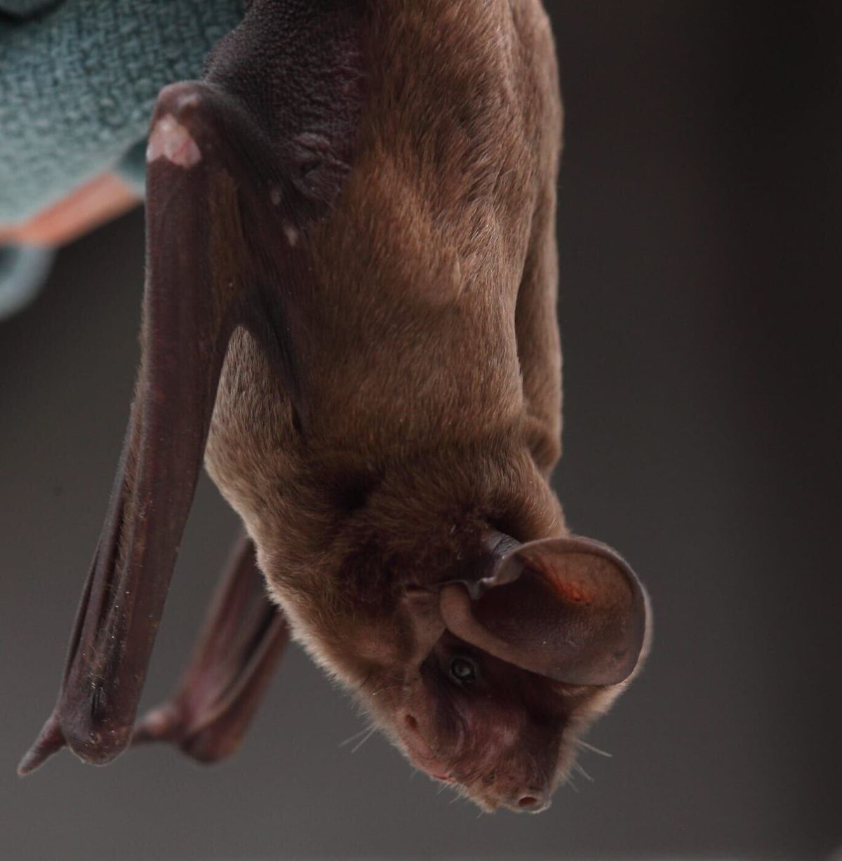 Rabid bat marks first rabies case of 2026 confirmed in Flathead County