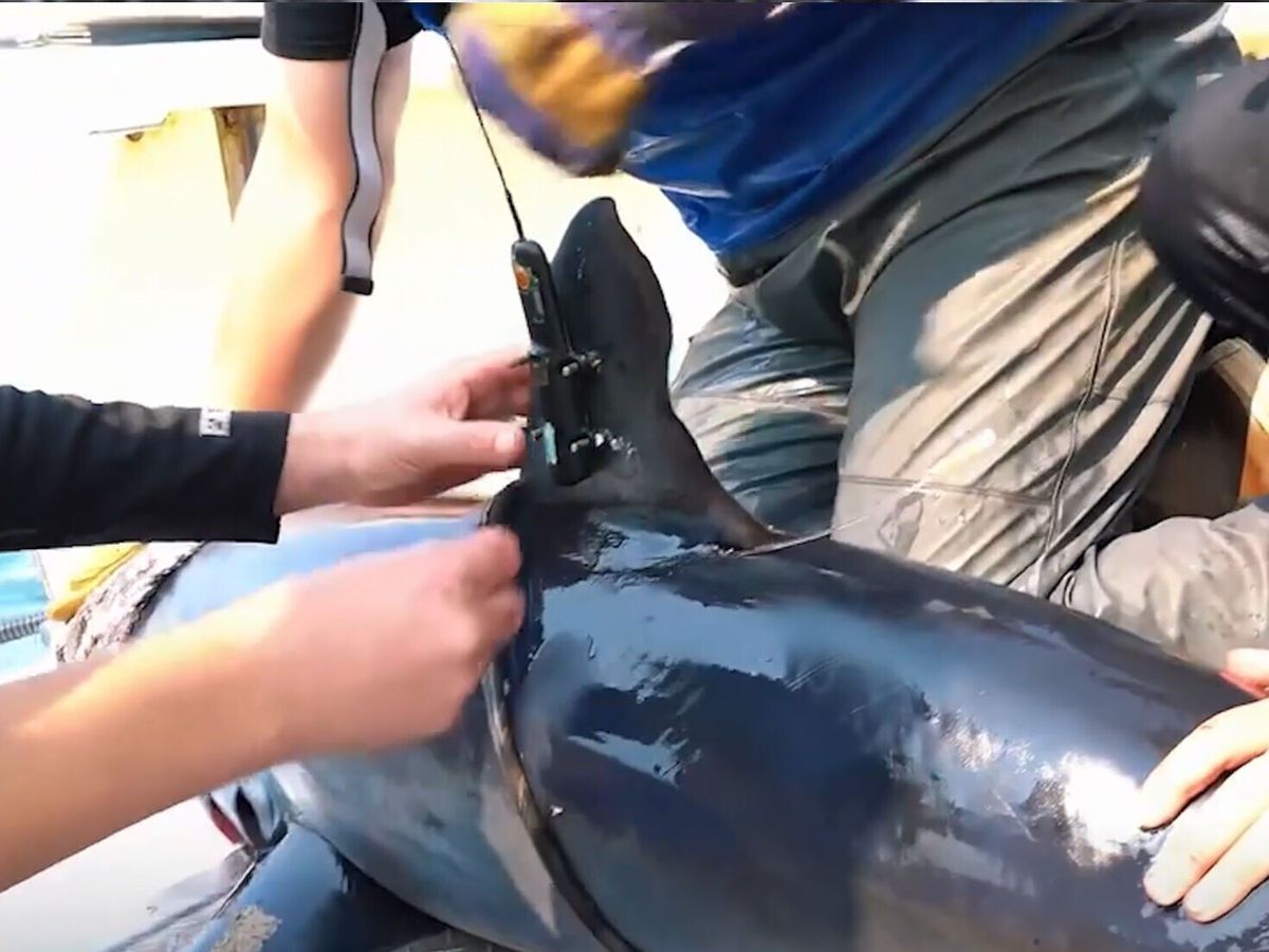 Scientist put sensors on sharks to help improve climate forecasts