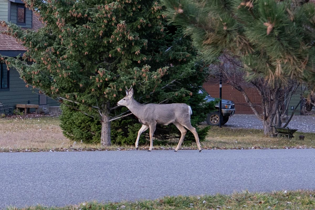 Montana FWP encourages hunters to test for CWD