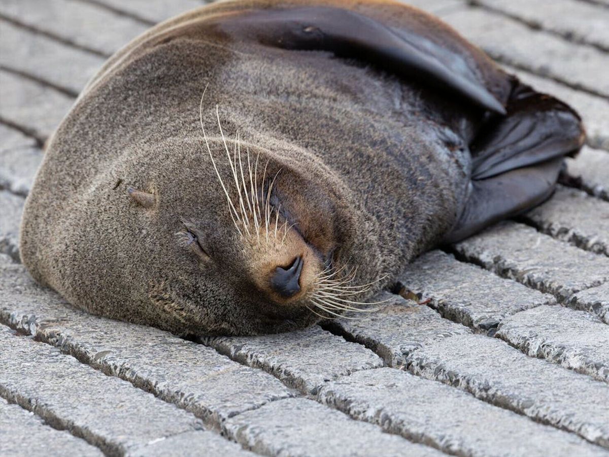 Study reveals how seals ‘detox’ to bounce back from hunting trips