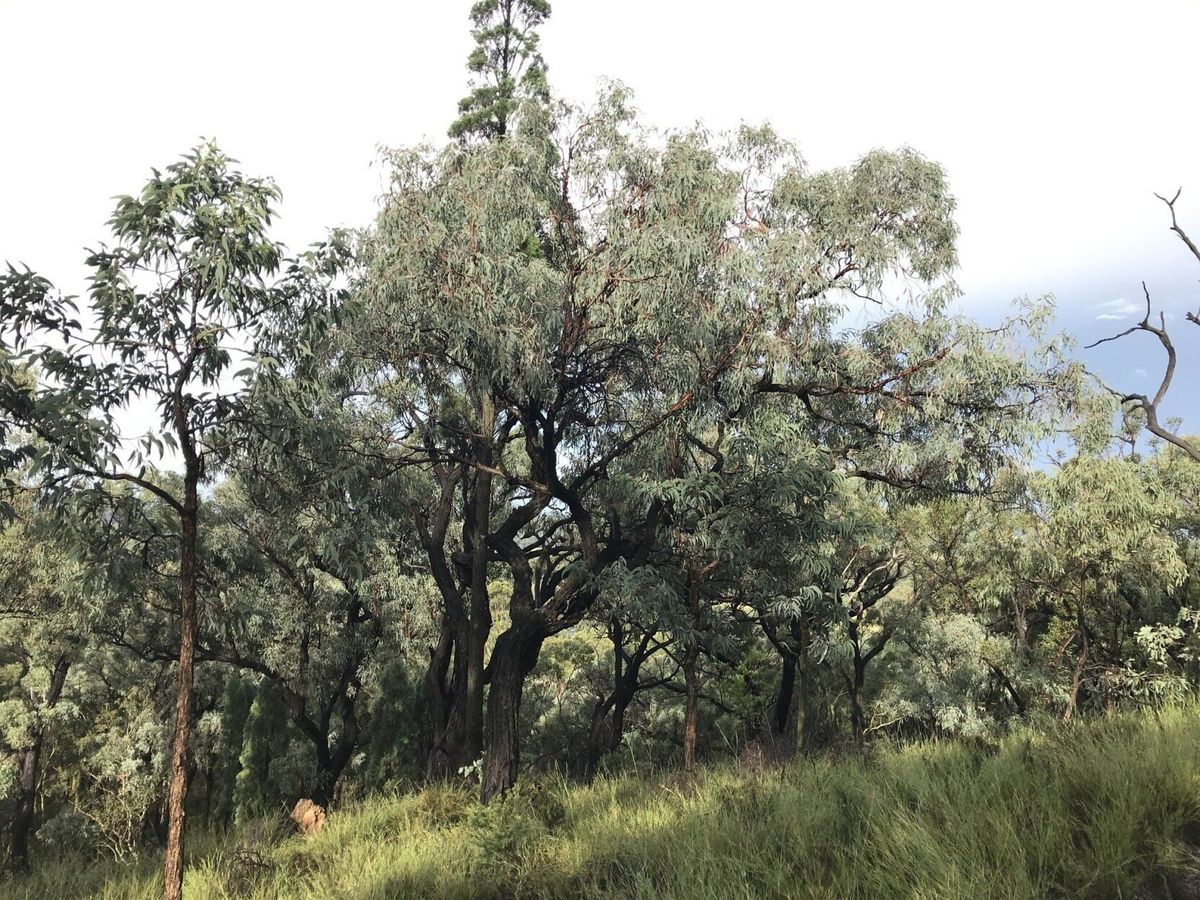 Report warns 1 in 6 plant species could be wiped out in 75 years