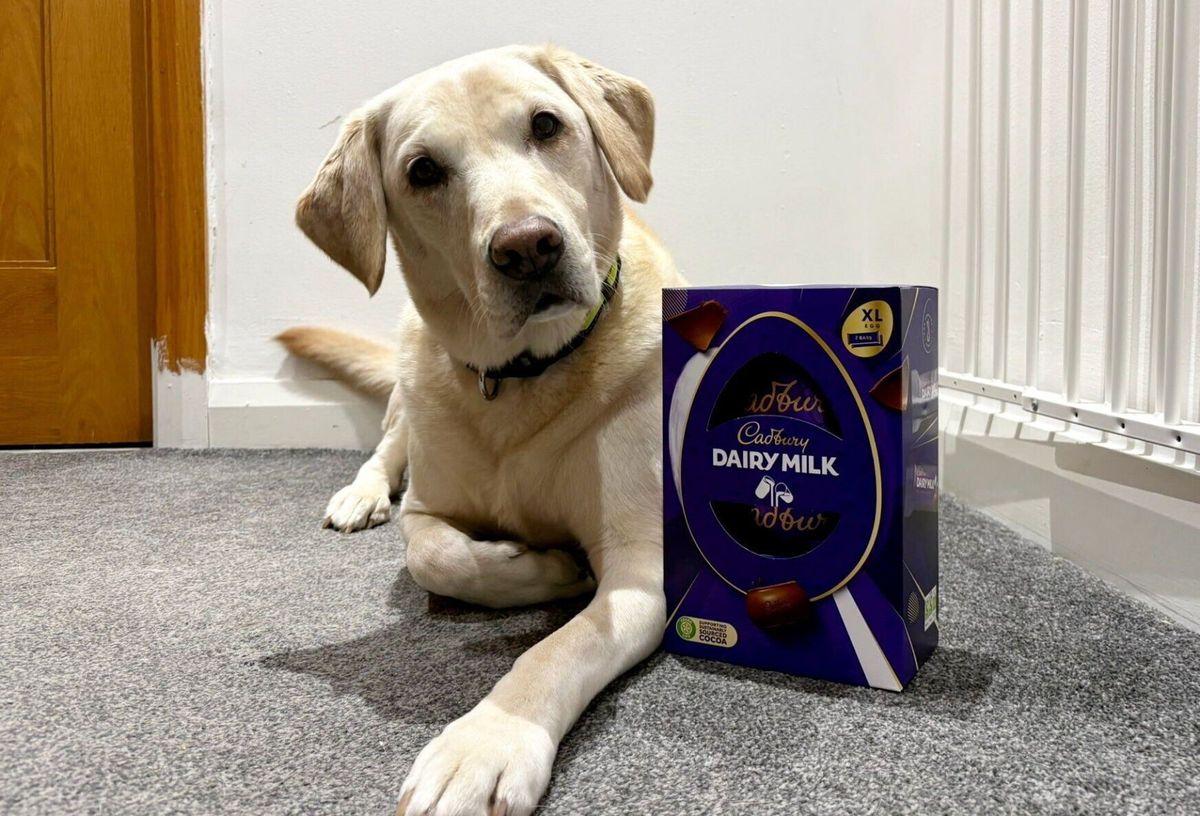 Dog saved by vets after eating seven chocolate Easter eggs