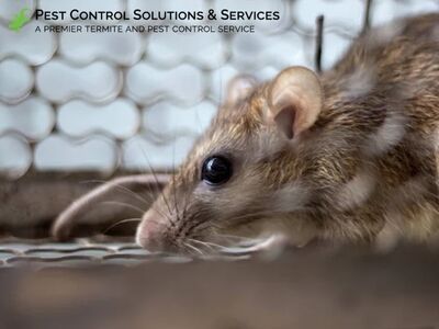 Largo Homeowners Turn to Pest Control Solutions & Services for Comprehensive Year-Round Protection Plans