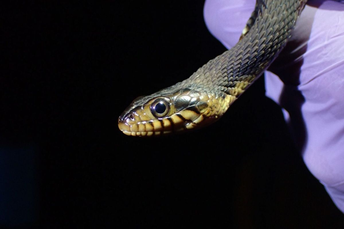 Research warns snakes facing extinction due to deadly diseases