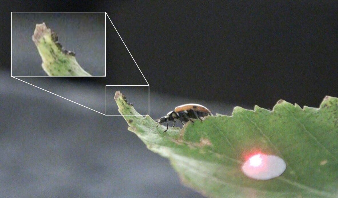 Study finds day-old caterpillars can recognize a ladybug’s footsteps