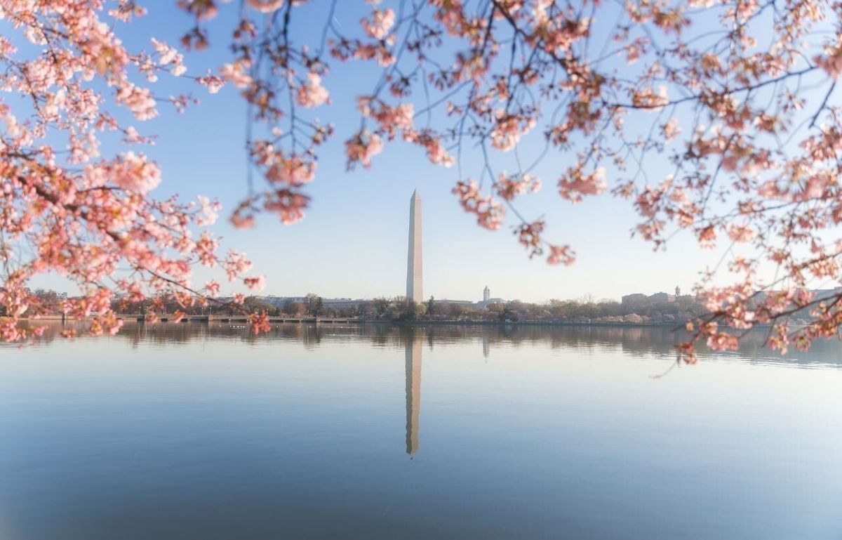 Washington D.C. Rings in 250 Years Beneath 250 New Cherry Trees
