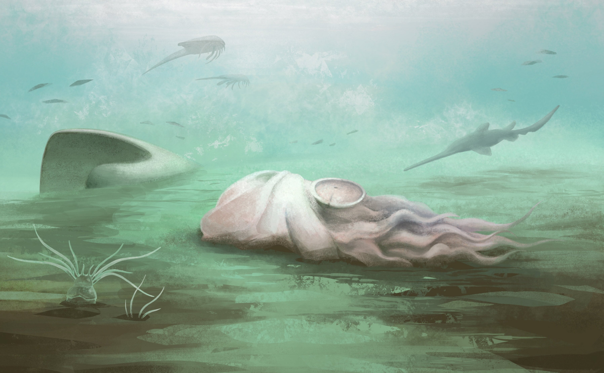 Ancient ‘octopus’ fossil is actually a different species