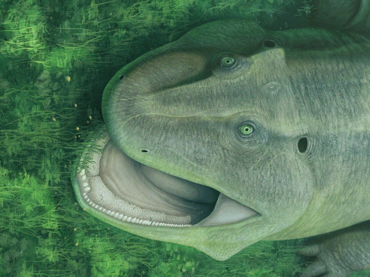 Creature with twisted jaw and sideways-facing teeth discovered