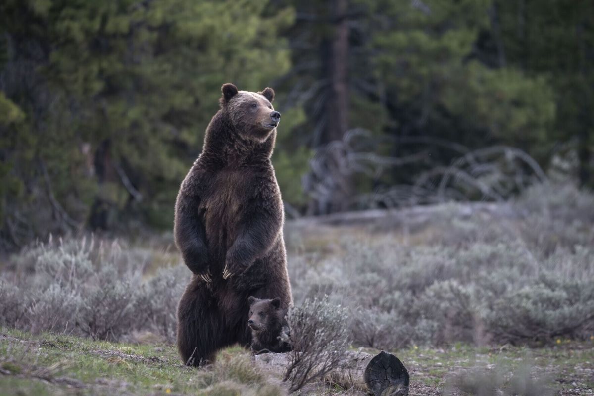 When is a bear to blame? How wildlife experts investigate attacks on humans