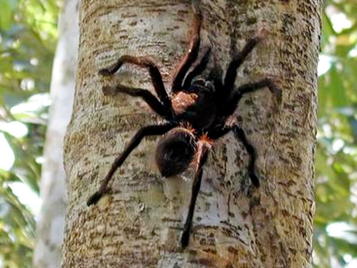 Tarantulas use ‘spidey sense’ to remember where to hunt