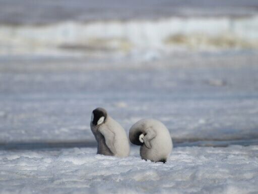 Emperor penguins listed as endangered species: IUCN