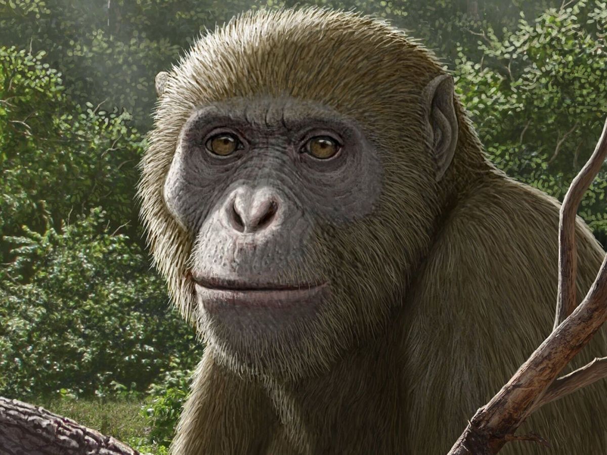 New ape discovery ‘reshaping’ understanding of evolution