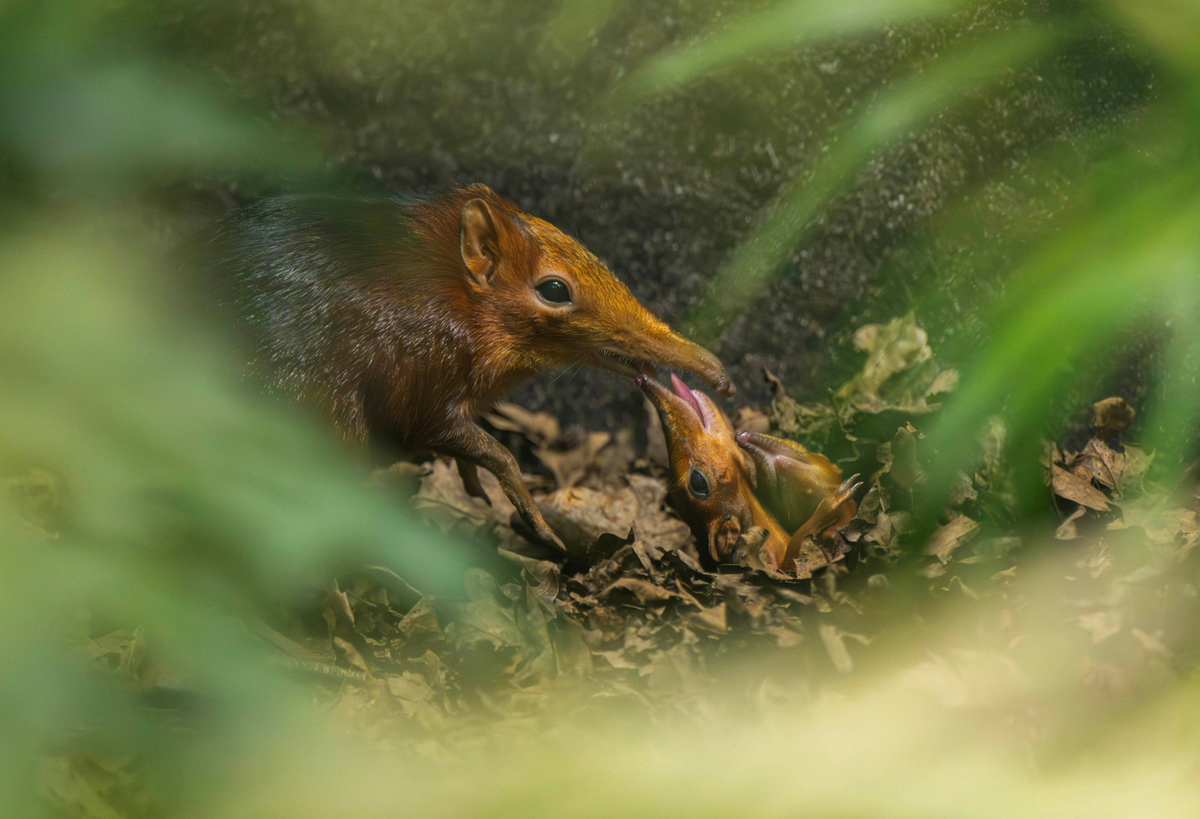 Zoo welcomes first-ever elephant shrew babies