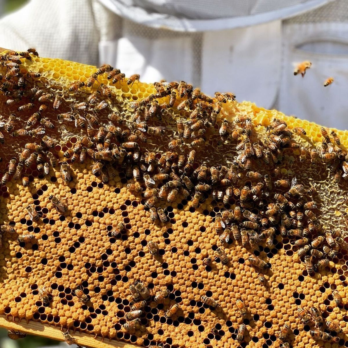 How honeybees make ‘baby food’ for their larvae
